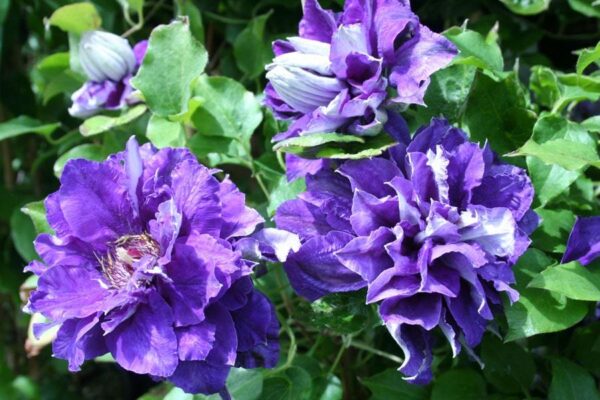 Кичест клематис с наситен вилетов цвят цъфти май-септември - Clematis Shin Shigyokoku
