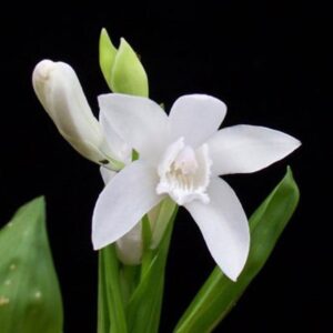 Блетила бяла градинска орхидея - Bletilla striata alba