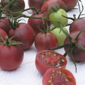 Домат черно чери антиоксидант 100 броя семена - Tomato black cherry