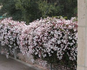 Жасмин единственият розов сорт увивен ароматен и многогодишен - Trachelospermum Jasminoides pink showers