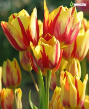 Лале петорно с 5 стръка сорт Цветен спектакъл - Tulip colour spectacle