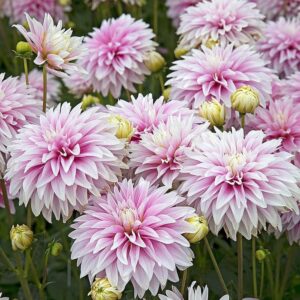 Далия Сладка любов в розово и бяло - Dahlia Sweet love Далия Сладка любов в розово и бяло - Dahlia Sweet love