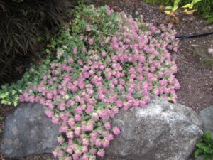 Риган многогодишен ароматен висящ и почвопокривен - Origanum libanoticum