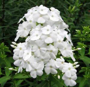 Компактен ароматен и зимоустойчив флокс бял - Phlox Danielle