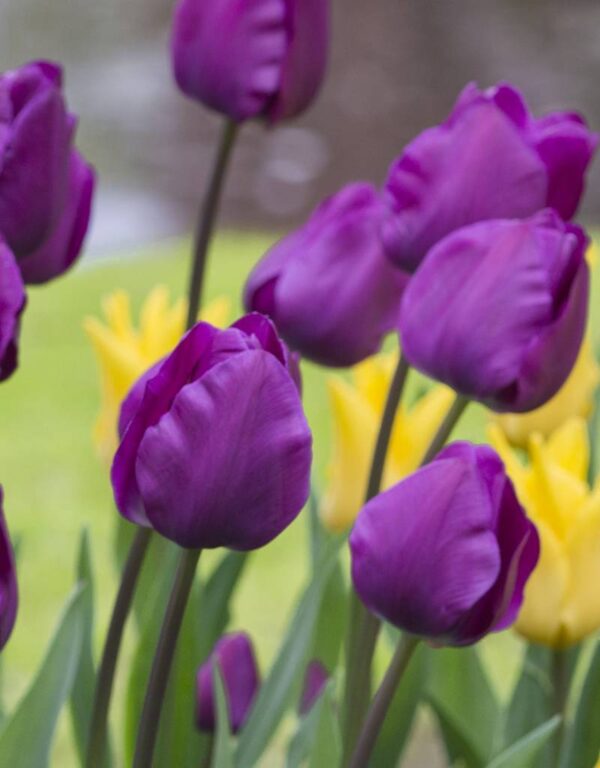 Лале Негрита в топ 10 сред сортовете лилави лалета - Tulip Negrita