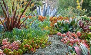 Седум микс многогодишен почвопокривен за цветна градина семена - Sedum mixture Седум микс многогодишен почвопокривен за цветна градина семена - Sedum mixture