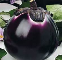 Патладжан уникален и супер за пълнене и готвене Барбарела - Eggplant Barbarella F1