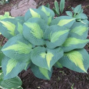 Хоста Авокадо образува огромна туфа и бели ароматни цветове - Hosta Avocado Хоста Авокадо образува огромна туфа и бели ароматни цветове - Hosta Avocado