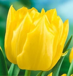 Лале ранно кичесто ароматно Монте Карло награден сорт - Tulip double early Monte Carlo