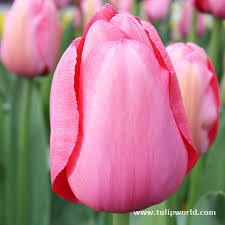 Лале със супер едри цветове розова импресия - Tulip pink impression