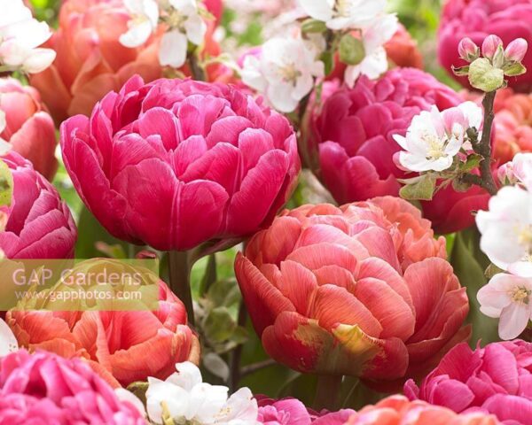 Кичесто ароматно лале с преливащи се цветове - Tulip copper image
