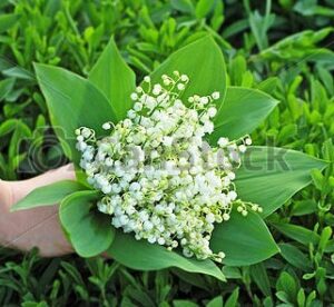 Старинна и класическа бяла момина сълза - Convallaria Majalis (Lily of the valley)