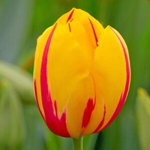 Лале Ла Кортен едно от най-красивите френски сортове - Tulip La Courtine