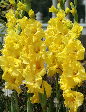 Гладиол наситено жълто нова лукс - Gladiolus Nova lux