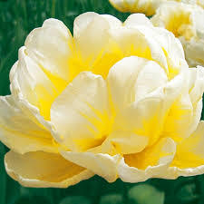 Лале кичесто бяло с жълто ароматно Горящата Евита - Tulip Flaming Evita