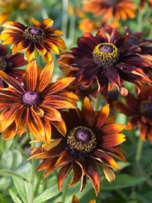 Рудбекия Многогодишна с цвят 13 см. смес - Rudbeckia hirta mix Рудбекия Многогодишна с цвят 13 см. смес - Rudbeckia hirta mix