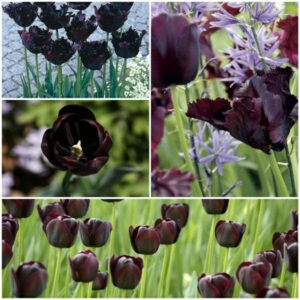 Лале импозантна колекция черни лалета смес - Tulip black collection