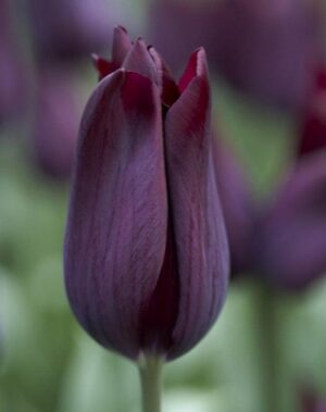Лале Хавран елегантно и по форма и по цвят - Tulip Havran