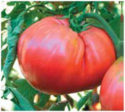 Домат розов супер едроплоден и старинен селски сорт оригинална опаковка - Tomato Homestead