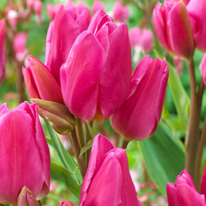 Лале Щастливото семейство цъфти с различни по височина цветове - Tulip Happy Family