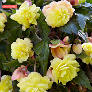 Единствената ароматна и висяща бегония огнен пламък - Begonia odorosa yellow flame Единствената ароматна и висяща бегония огнен пламък - Begonia odorosa yellow flame