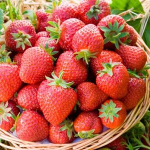 Ягода топ сорт за последните 30 г. подходяща и за замразяване - Strawberry Honeoye Fragaria