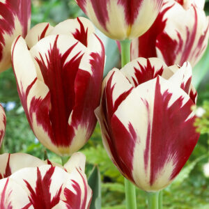 Лале Величествено съвършенство многогодишно - Tulip Grand perfection