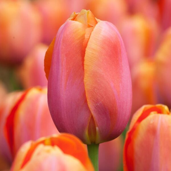 Лале Дордонь променя цвета си според времето - Tulip dordogne