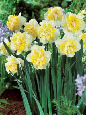 Кичест ароматен нарцис На запад с 10 см. цвят - Narcissus westward