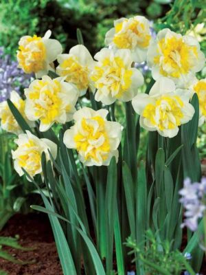 Кичест ароматен нарцис На запад с 10 см. цвят - Narcissus Westward