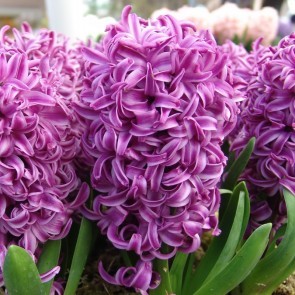 Зюмбюл лилава сензация - Hyacinthus Purple Sensation