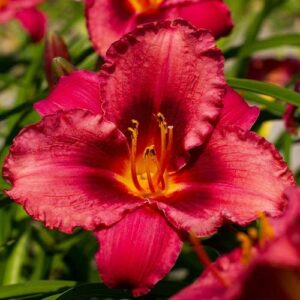 Хемерокалис Джаз ароматен в розово-червено - Hemerocallis Jazz Dance