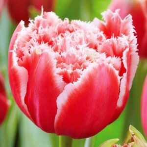 Единственото кичесто и ресничесто лале подходящо и за саксия - Tulip Brest