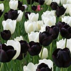 Лале бяло и черно в топ 5 на колекции лалета - Tulip Black and white