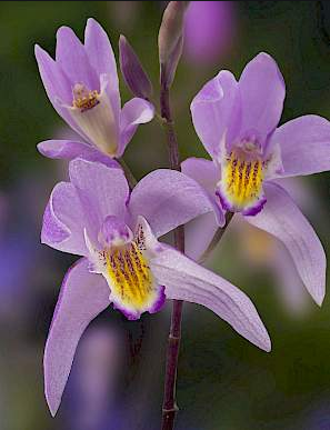 Блетила дворна орхидея Шарен Дракон - Bletilla penway dragon