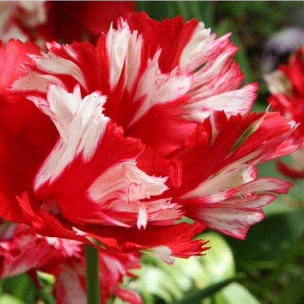 Лале удивително екзотично красиво и едроцветно - Tulip Estella Rijnvelt