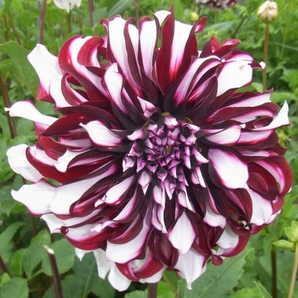 Далия двуцветна лилава с бяло с гигантски 25 см. цвят - Dahlia tartan