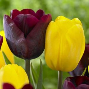 Лале класическа колекция жълто и черно - Tulip black yellow collection