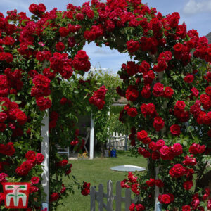 Роза Пол Скарлет най-хубата алено червена катерлива роза - Rose Pauls scarlet