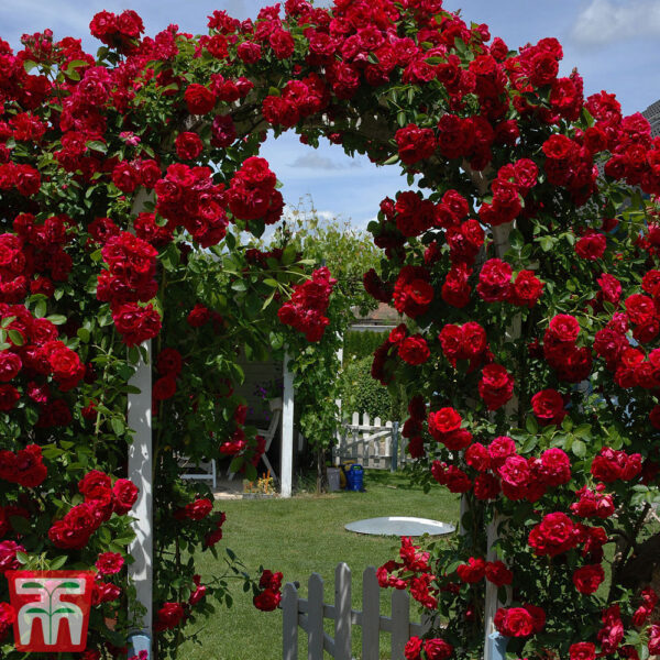 Роза Пол Скарлет най-хубата алено червена катерлива роза - Rose Pauls scarlet