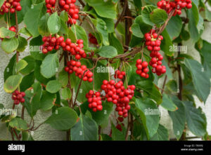 Магнолия Китайски лемонник Шизандра увивна зимоустойчива лиана - Schisandra chinensis Sadova