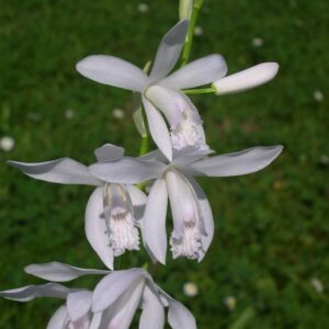 Блетила бяла градинска орхидея - Bletilla striata alba