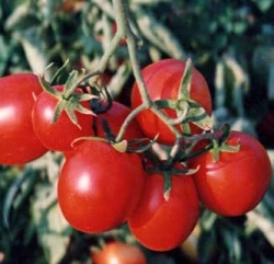 Домат Падано без семки без колове 90 дни вегетация не е ГМО кръгъл сорт домат - Tomato Padano