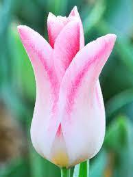 Лале елегантно Холандски шик - Tulip Holland chic