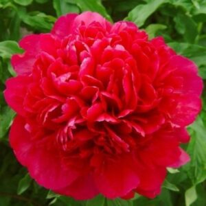 Божур ароматен с убийствeно красиво ярко червени цветове - Paeonia many happy returns