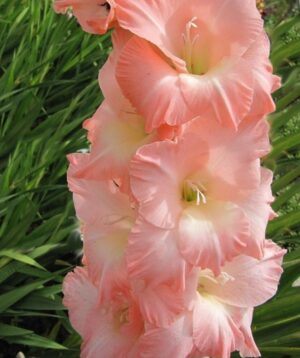 Гладиол с уникално красив и нежен розов цвят - Gladiolus rose supreme