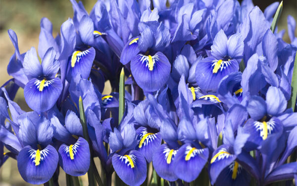 Ирис многогодишен синя Хармония ароматен и нискостеблен - Iris Harmony