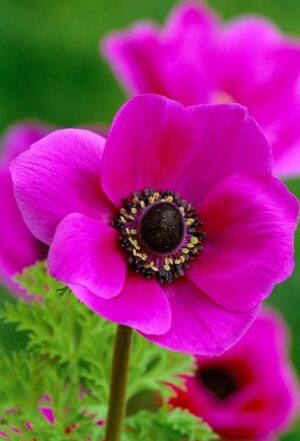 Анемоне единственото тъмно розово - Anemone sylphide pink