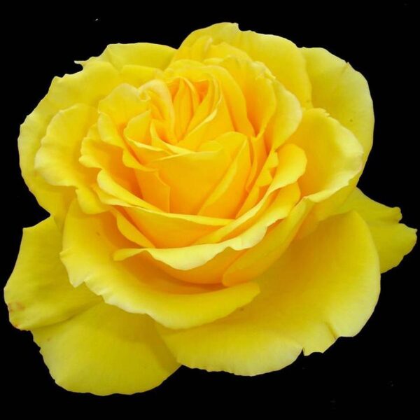 Роза ароматна едроцветна храстовидна жълта - Yellow rose