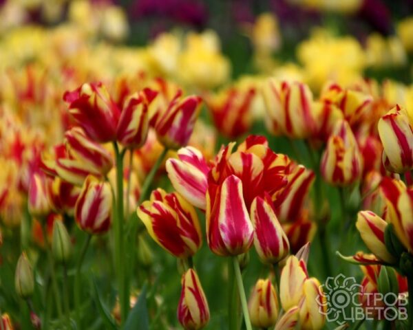 Уникално четворно лале взрив от ярки багри Клуб на чудесата - Tulip wonder club